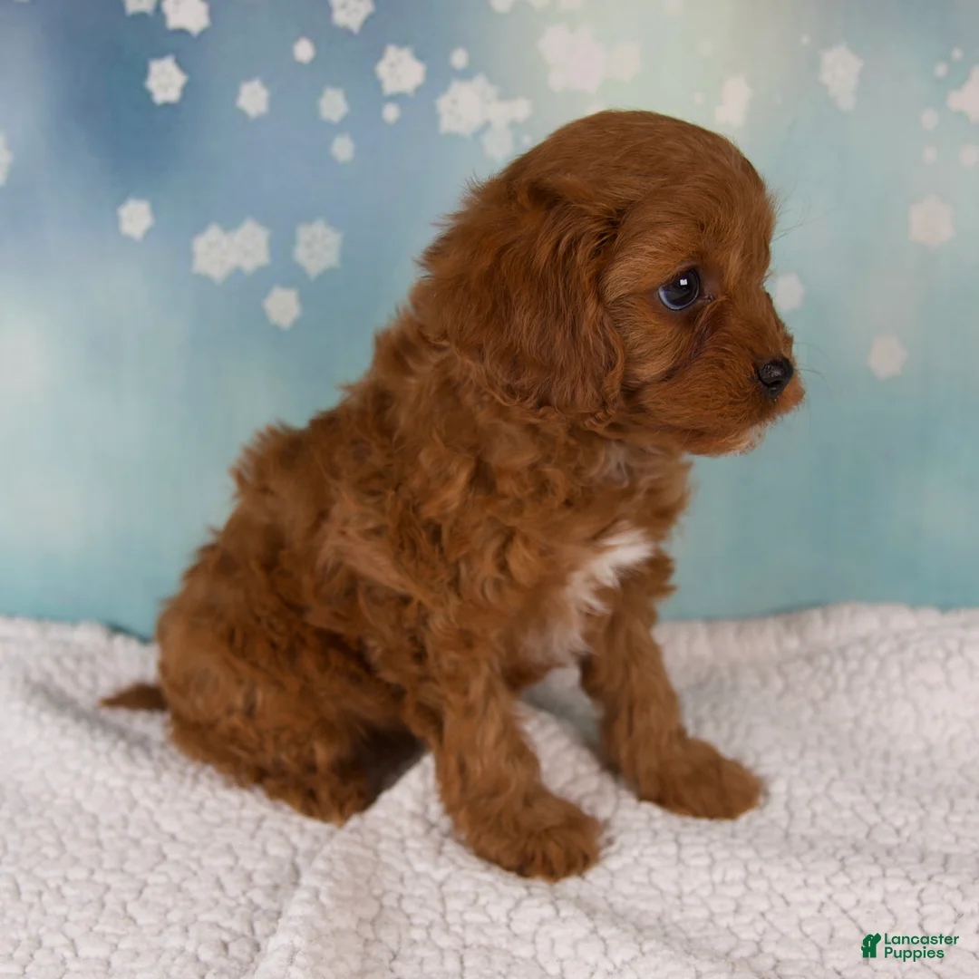 Cavapoo dogs for sale: Ellie - Ad 4