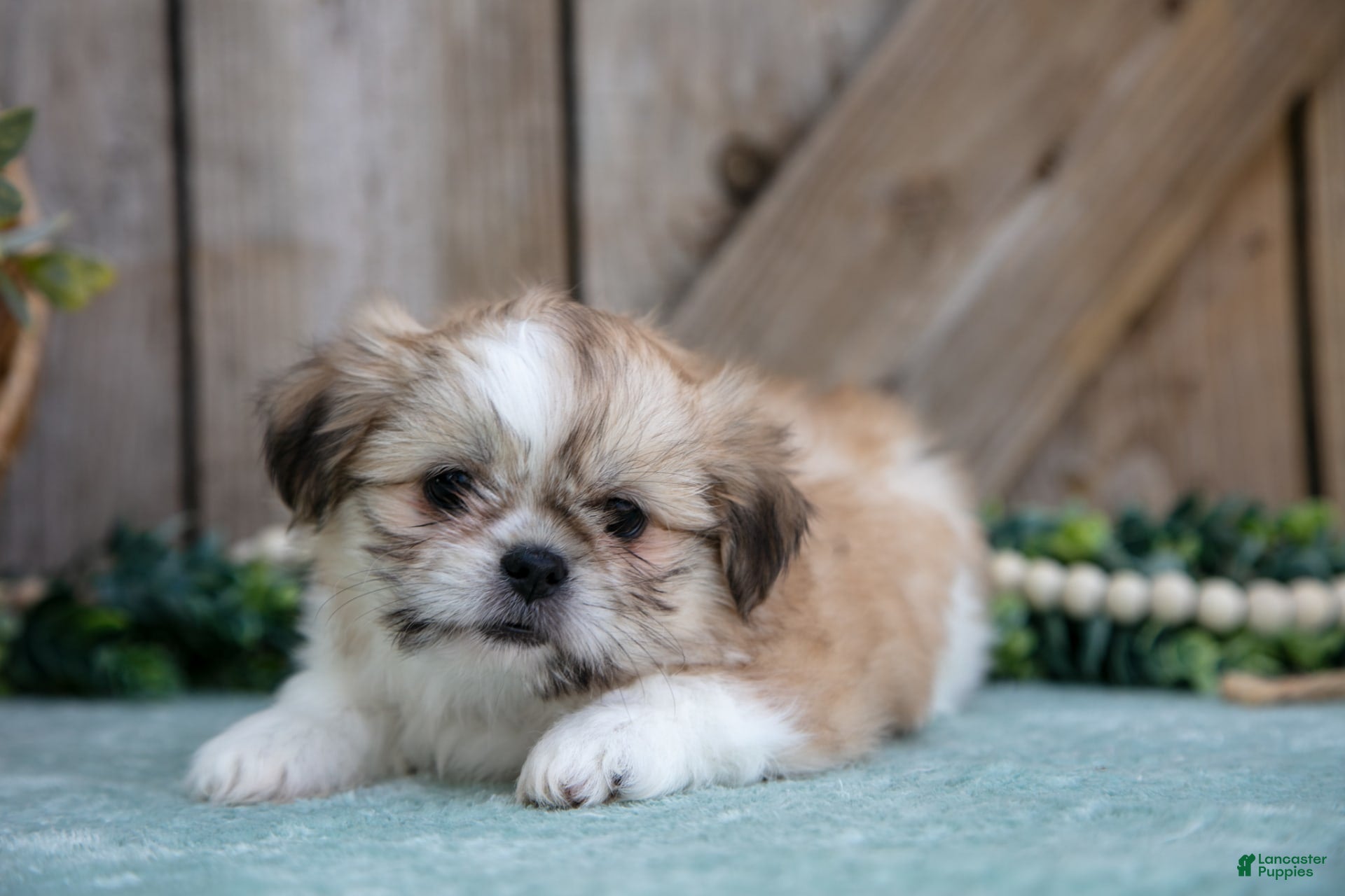 Shih Tzu dogs Cindy - Ad 4