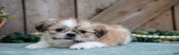 Shih Tzu dogs for sale: Cindy - Ad 1