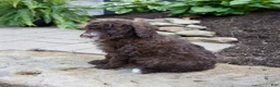 Mixed Breed dogs for sale: Felicity - Ad 2