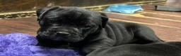 Mixed Breed dogs for sale: Billy  - Ad 2