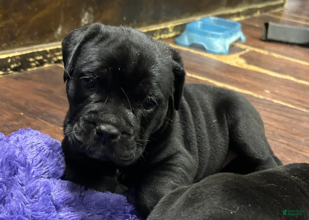 Mixed Breed dogs for sale: Billy  - Ad 2