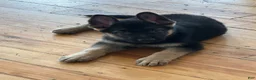 German Shepherd dogs for sale: German Shepherd Puppy 1 - Ad 2