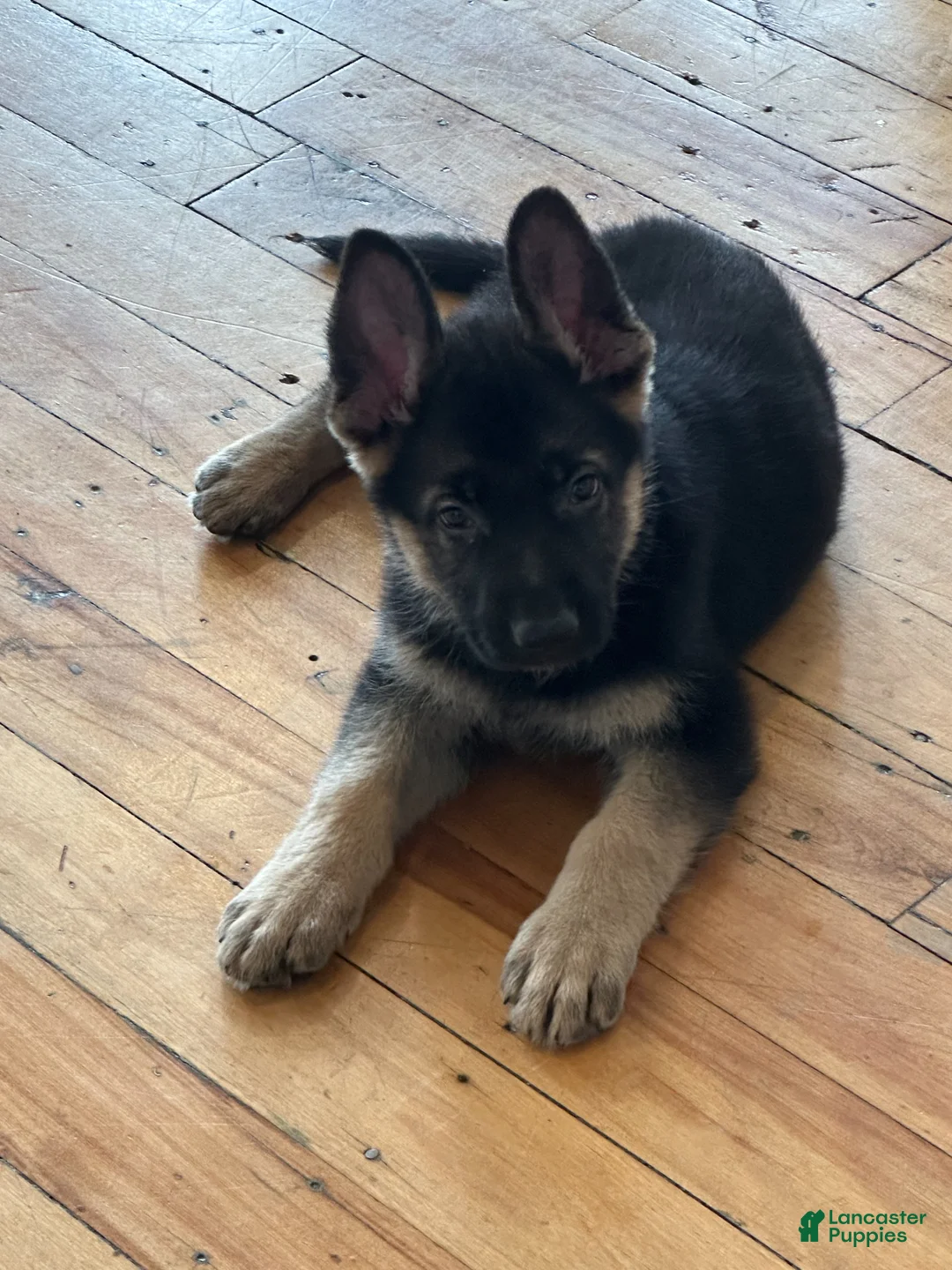 German Shepherd dogs for sale: German Shepherd Puppy 1 - Ad 2