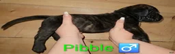 English Mastiff dogs for sale: Pibble - Ad 3