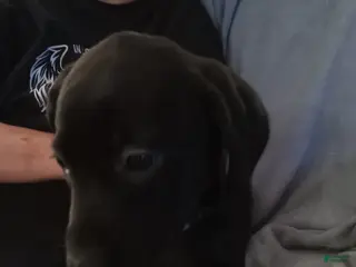 Mixed Breed dogs Mixed Breed Puppy 4 - Ad 27