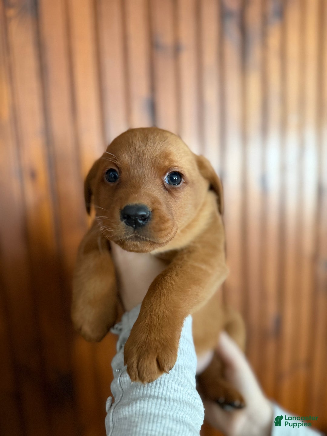 Labrador Retriever dogs for sale: Maxine - Ad 3