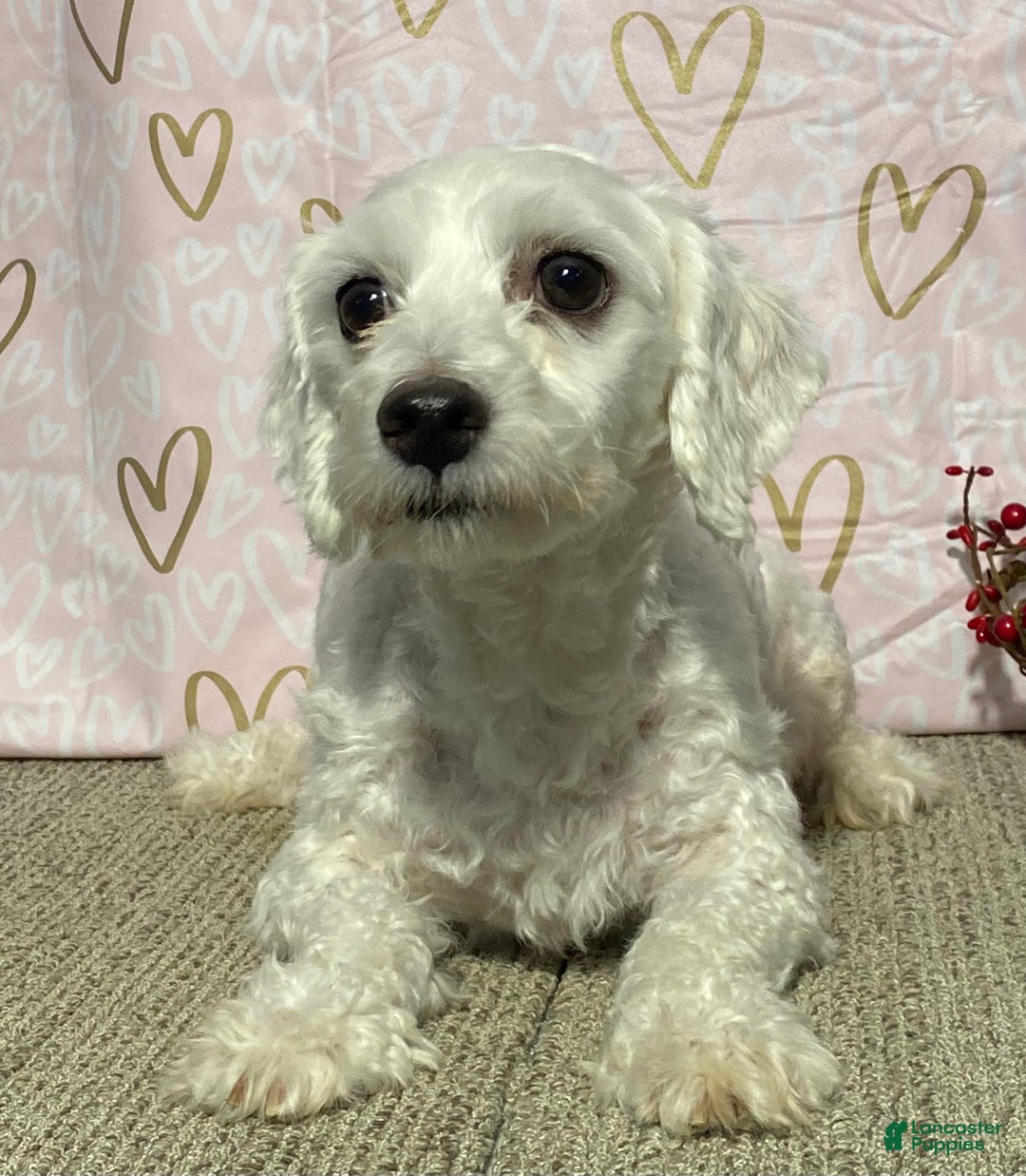 Maltese dogs for sale: Jackson - Ad 6