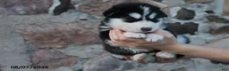 Alaskan Malamute dogs for sale: Denali - Ad 3