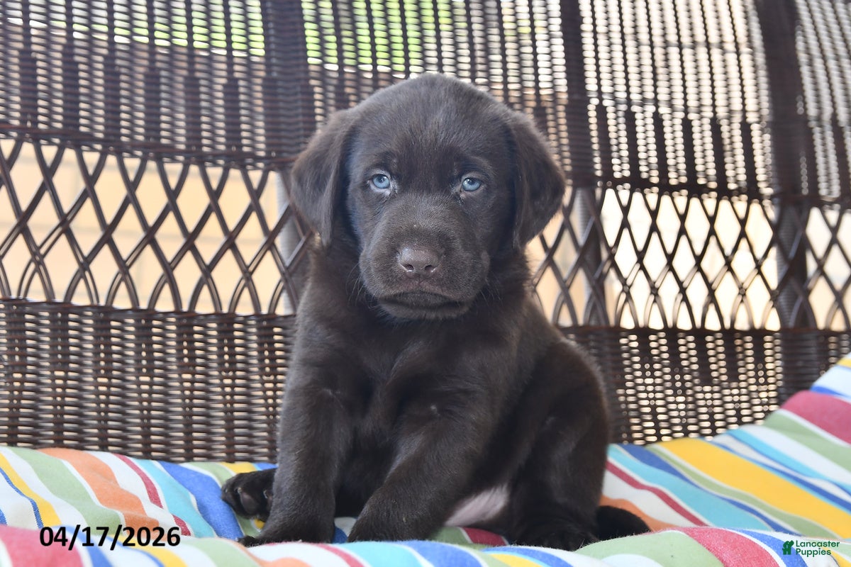 Labrador Retriever dogs Jack  - Ad 2