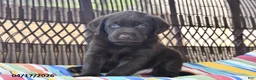 Labrador Retriever dogs for sale: Jack  - Ad 2