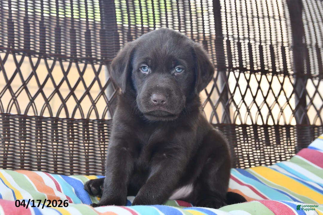 Labrador Retriever dogs for sale: Jack  - Ad 2