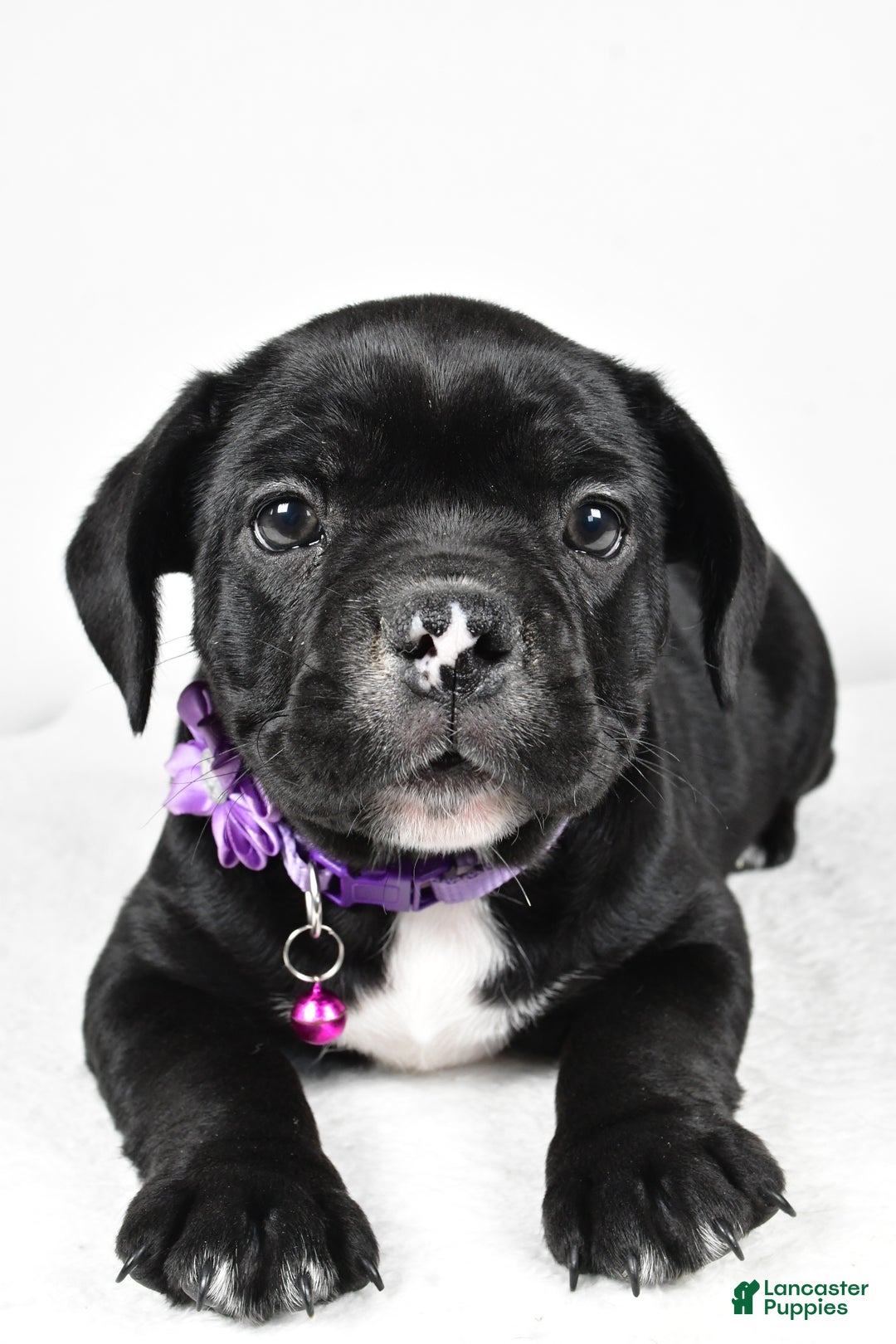 Mixed Breed dogs for sale: Dixie - Ad 4