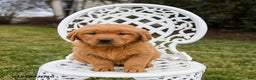 Golden Retriever dogs for sale: Pippi - Ad 3