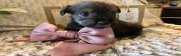 Miniature Schnauzer dogs for sale: Miniature Schnauzer 4 - Ad 11