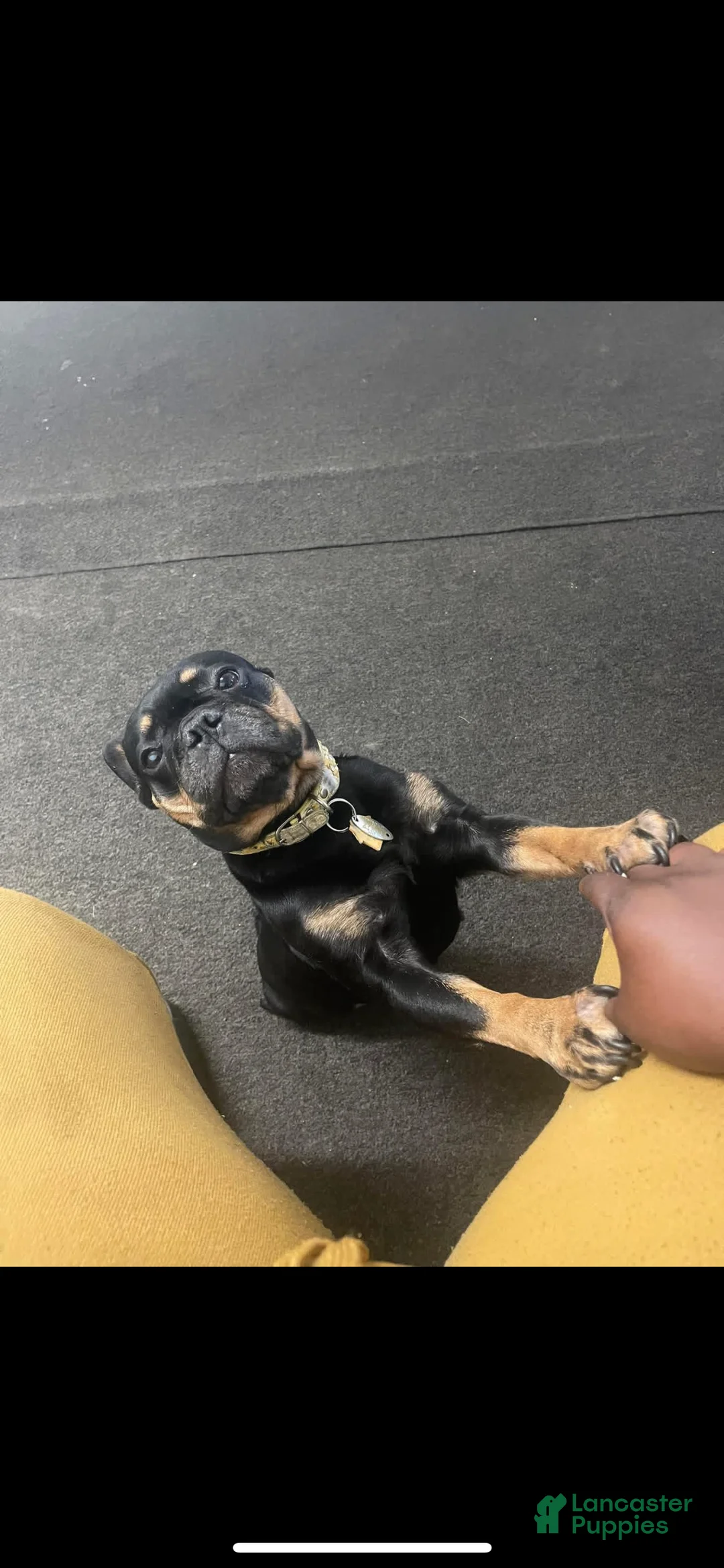 French Bulldog dogs for sale: French Bulldog 1 - Ad 2