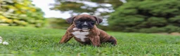 Boxer dogs for sale: Ruby - Ad 3