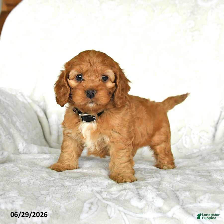 Cockapoo dogs Sweetie - Ad 1