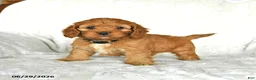 Cockapoo dogs for sale: Sweetie - Ad 1