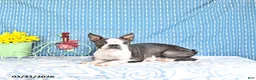 Boston Terrier dogs for sale: Poncho - Ad 6