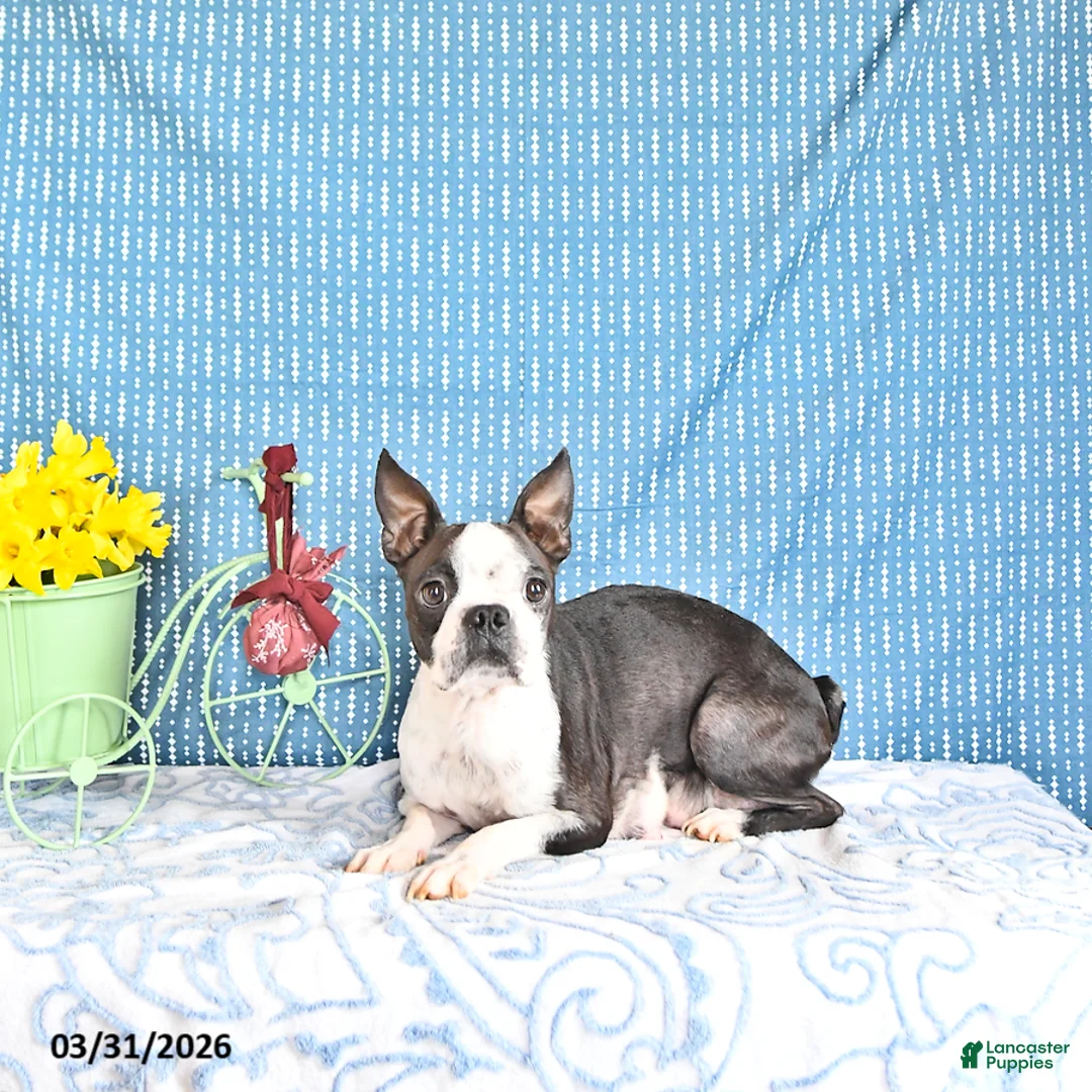Boston Terrier dogs for sale: Litter of Boston Terrier - Ad 1