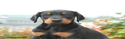 Mixed Breed dogs for sale: Felix - Ad 4