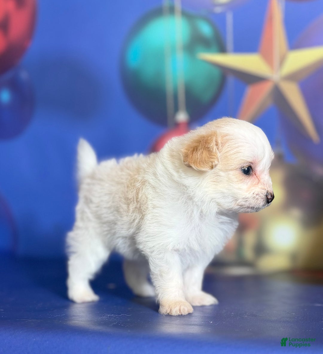 Pomapoo dogs for sale: Charlotte - Ad 2