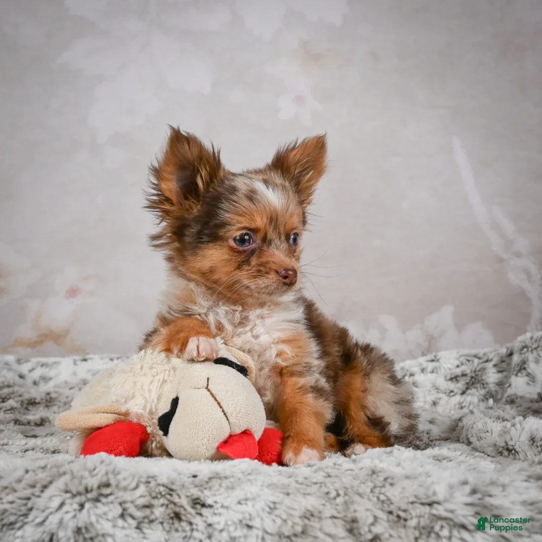 Chihuahua dogs for sale: Rolex - Ad 18