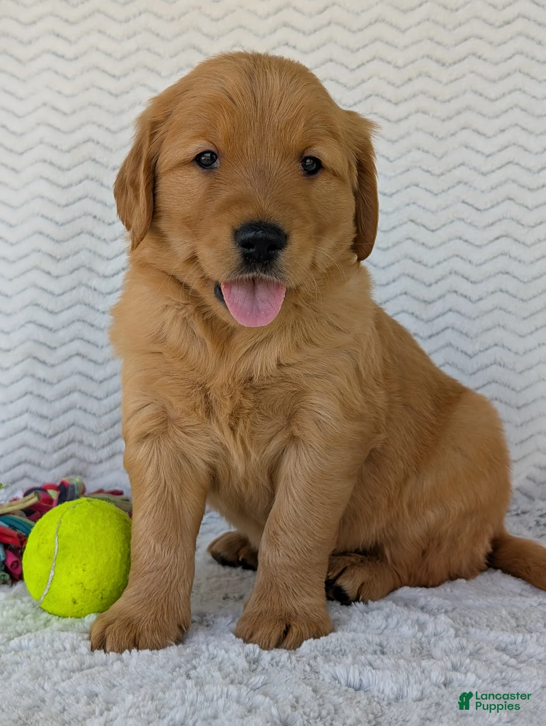 Golden Retriever dogs for sale: Parker - Ad 1