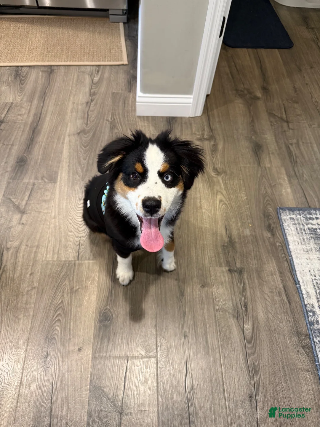 Miniature Australian Shepherd dogs for sale: Milo - Ad 7