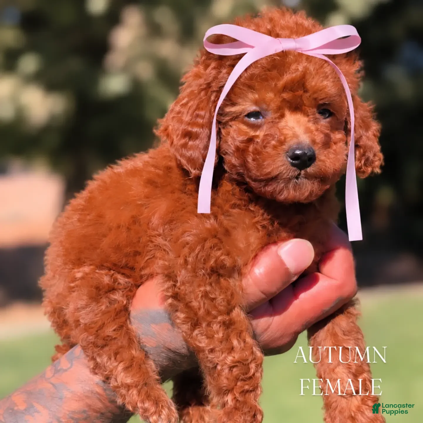 Mini Goldendoodle dogs 🍂 AUTUMN  - Ad 1