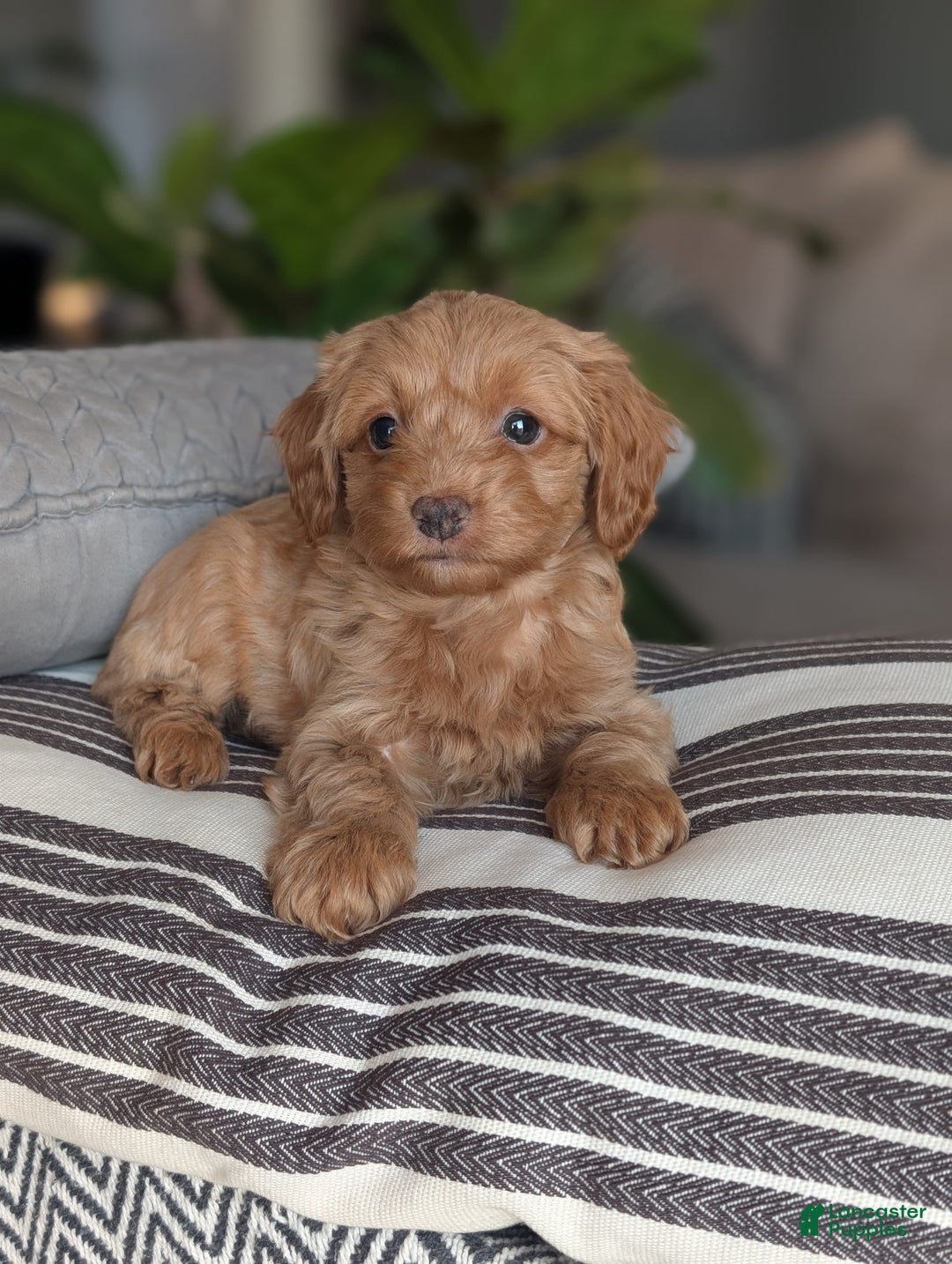 Yorkiepoo dogs for sale: Mallory - Ad 6