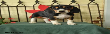 Storm  