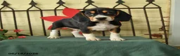 Beagle dogs for sale: Storm   - Ad 1