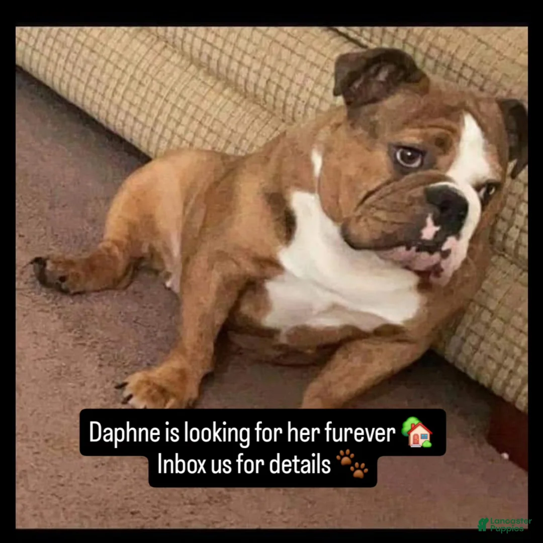 English Bulldog dogs for sale: Daphne - Ad 1