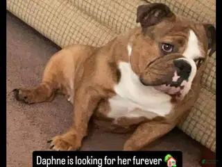 English Bulldog dogs Daphne - Ad 21