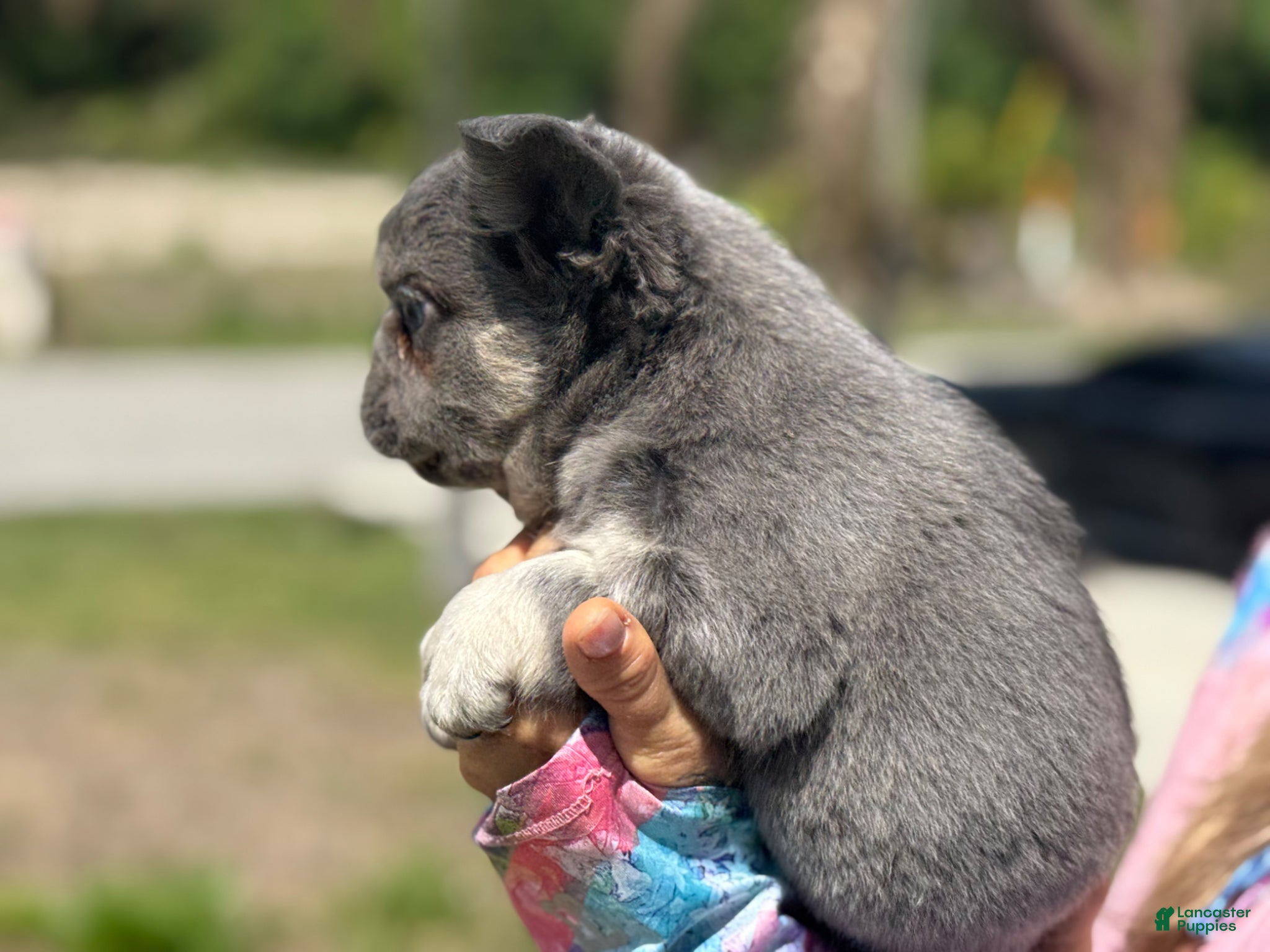 French Bulldog dogs Cosmos - Ad 1