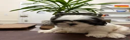 Shih Tzu dogs for sale: Zillow - Ad 1