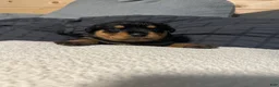 Rottweiler dogs for sale: Skyla  - Ad 3