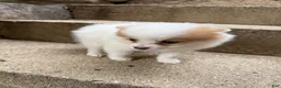 Pomeranian dogs for sale: Rudy - Ad 5