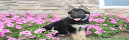 German Shepherd dogs for sale: Haven - Ad 3