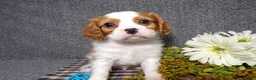 Cavalier King Charles Spaniel dogs for sale: Baxter - Ad 4