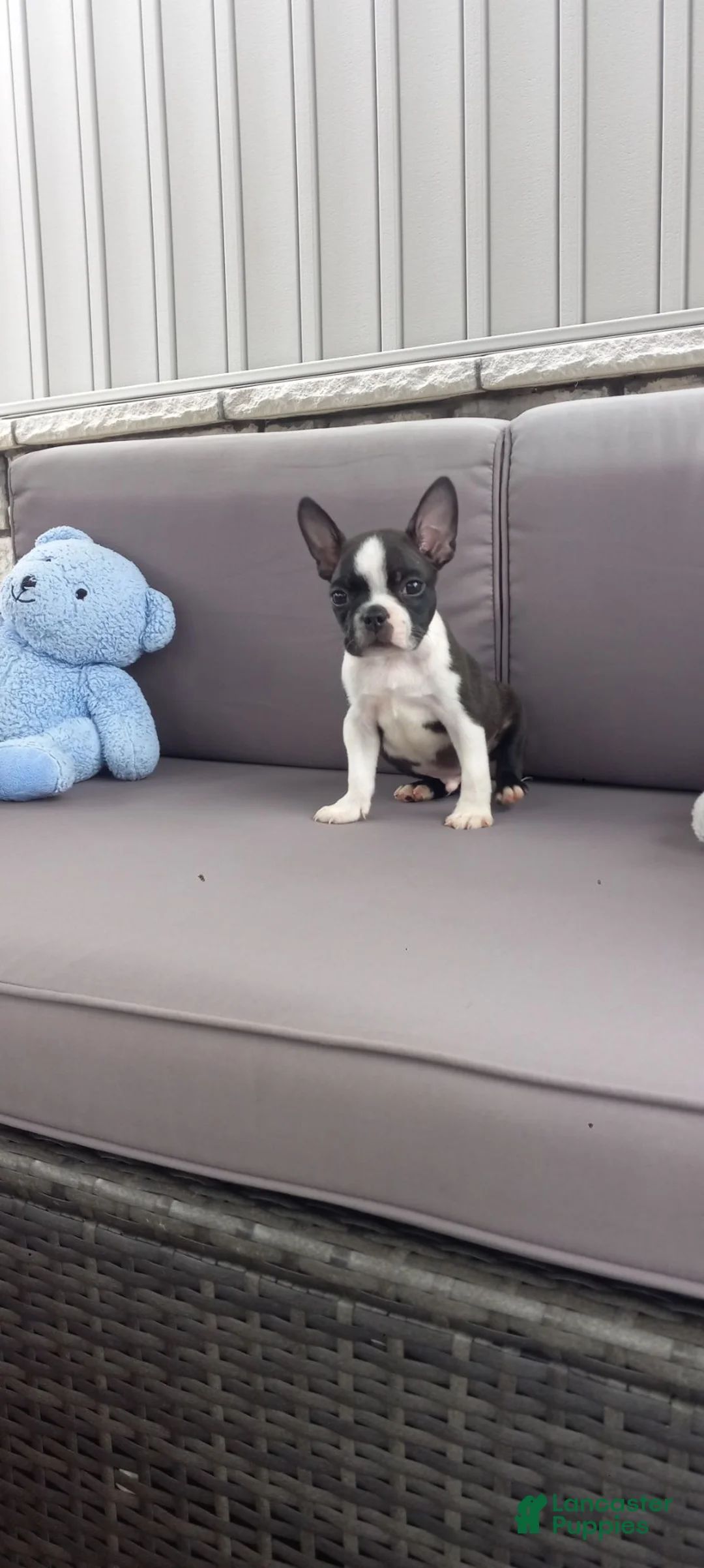 Boston Terrier dogs for sale: Aj - Ad 1