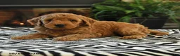 Mini Goldendoodle dogs for sale: Lester - Ad 4