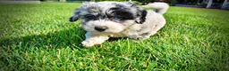 Havapoo dogs for sale: Bluebelle - Ad 15