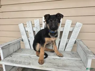 German Shepherd dogs Anika - Ad 26