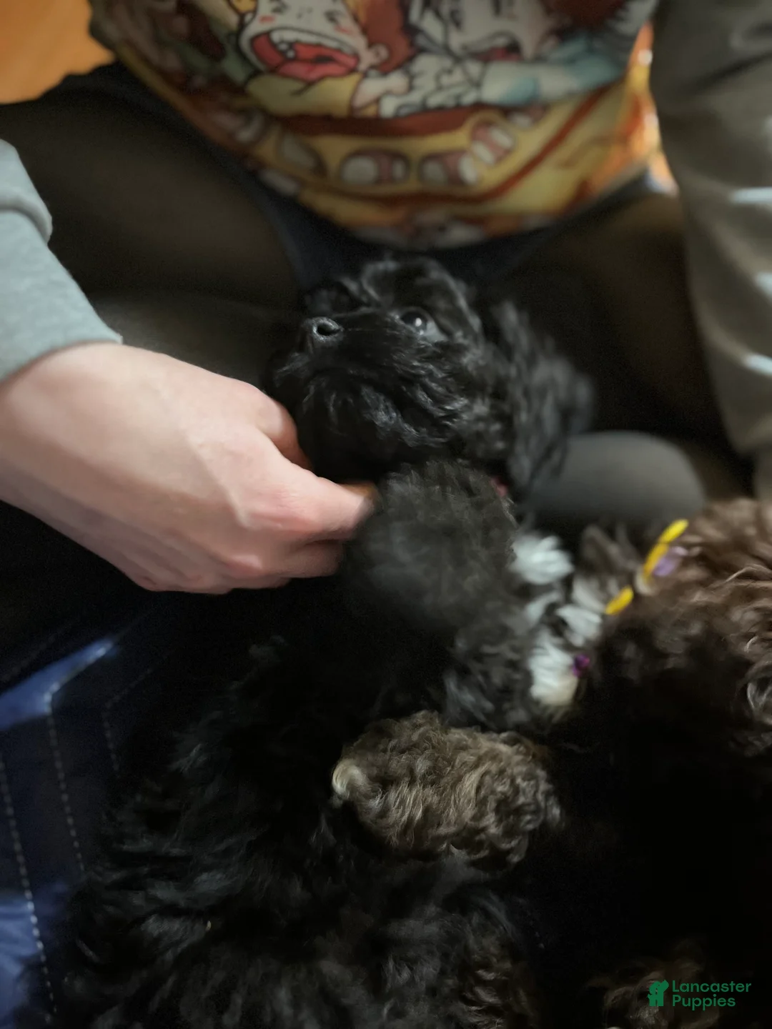 Cockapoo dogs for sale: Sally - Ad 2