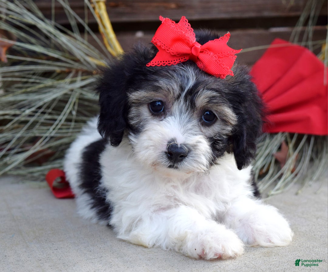 Bichpoo dogs for sale: Stella - Ad 9