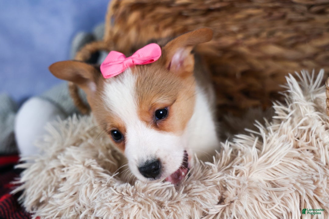 Welsh Corgi Pembroke dogs for sale: Morris - Ad 11