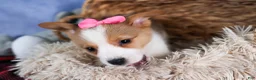 Welsh Corgi Pembroke dogs for sale: Morris - Ad 21